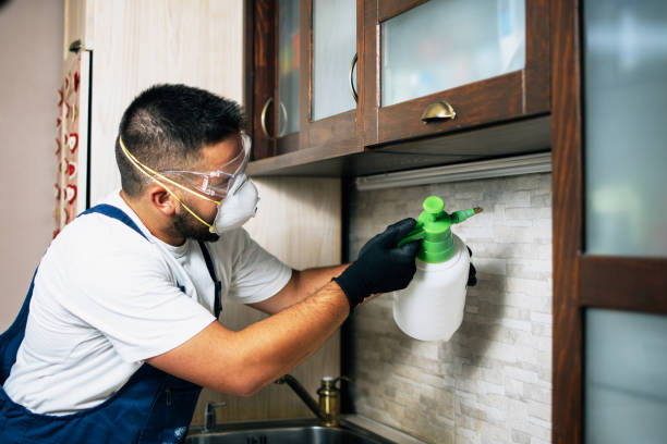 Best Termite Control Services  in Buhl, ID