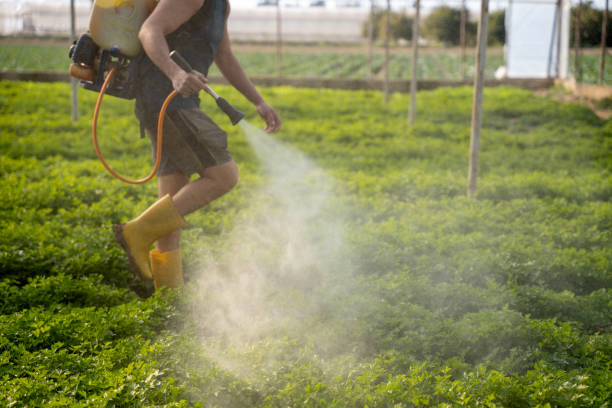 Best Emergency Pest Control  in Buhl, ID