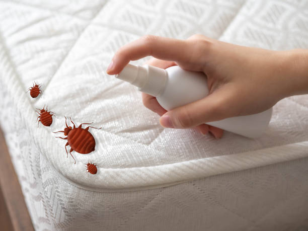 Best Pest Control Near Me  in Buhl, ID